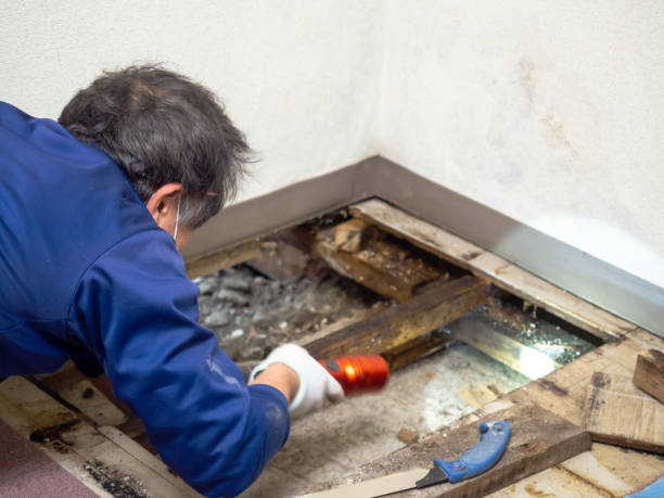 Best Mold Damage Repair  in Lutz, FL