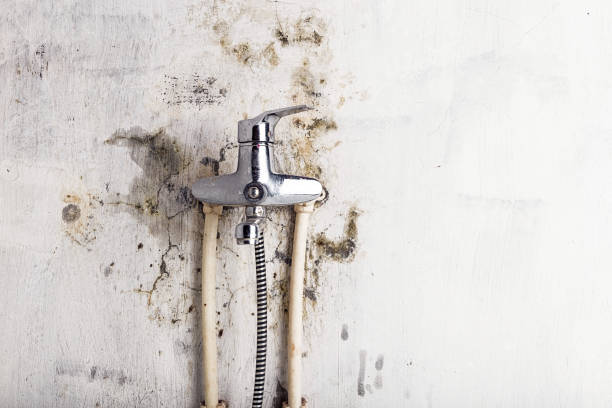 Best Mold Testing  in Lutz, FL
