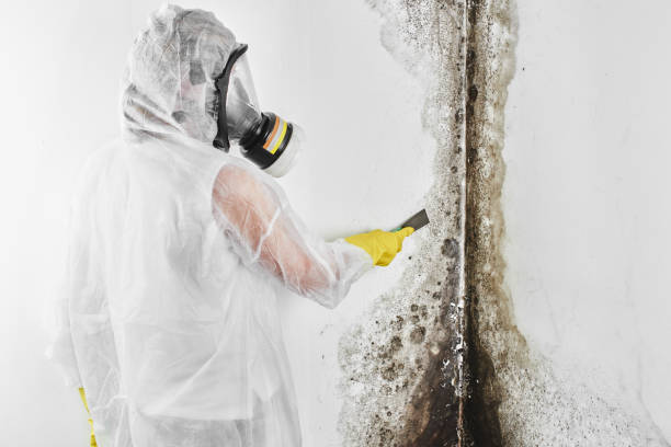 Best Commercial Mold Removal  in Lutz, FL