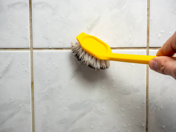 Best Affordable Mold Removal  in Lutz, FL