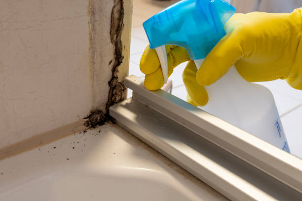 Crawl Space Mold Removal in Lutz, FL