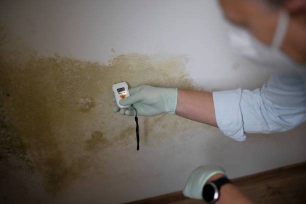 Best Emergency Mold Removal  in Lutz, FL