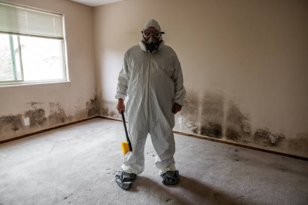 Best Black Mold Removal  in Lutz, FL
